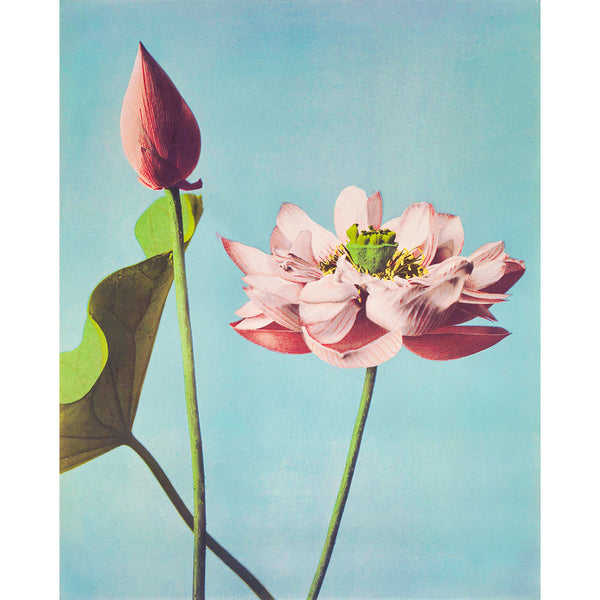 Beautiful photomechanical prints of Lotus Flowers (1887–1897) by Ogawa Kazumasa Wall Art, Front