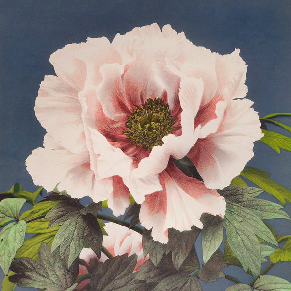 Beautiful photomechanical prints of Poeny (1887–1897) by Ogawa Kazumasa Wall Art, Front
