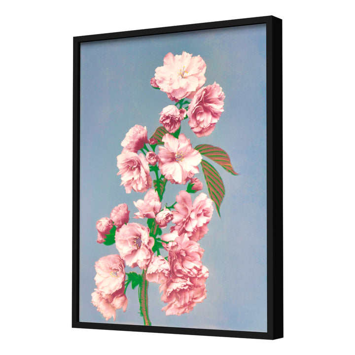 Prints of Cherry Blossom (1887–1897) by Ogawa Kazumasa Wall Art, Black Frame
