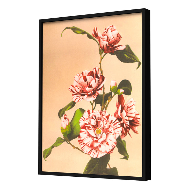 Striped Camellias (1887–1897) by Ogawa Kazumasa Wall Art, Black Frame