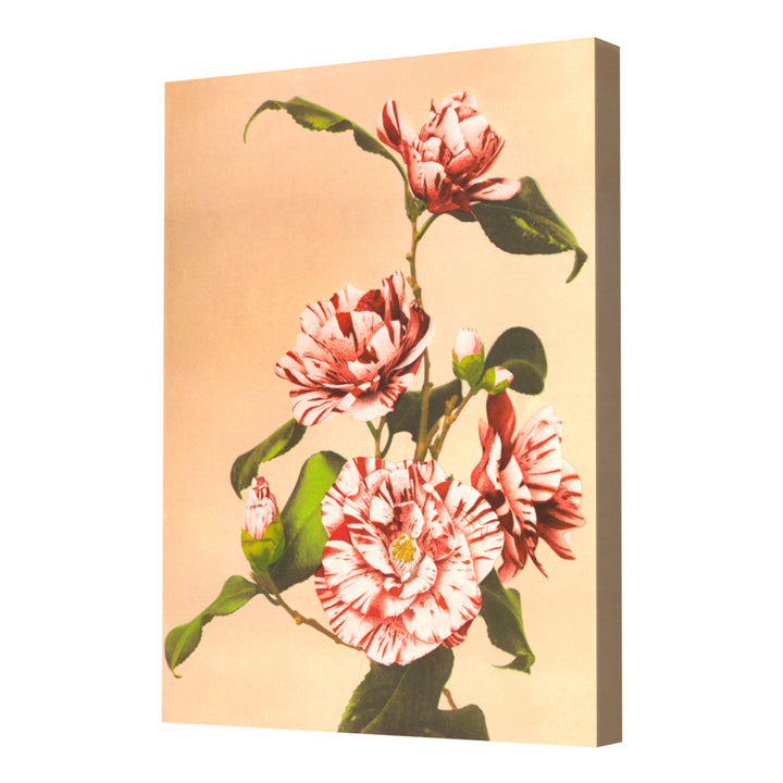 Striped Camellias (1887–1897) by Ogawa Kazumasa Wall Art, Canvas Only