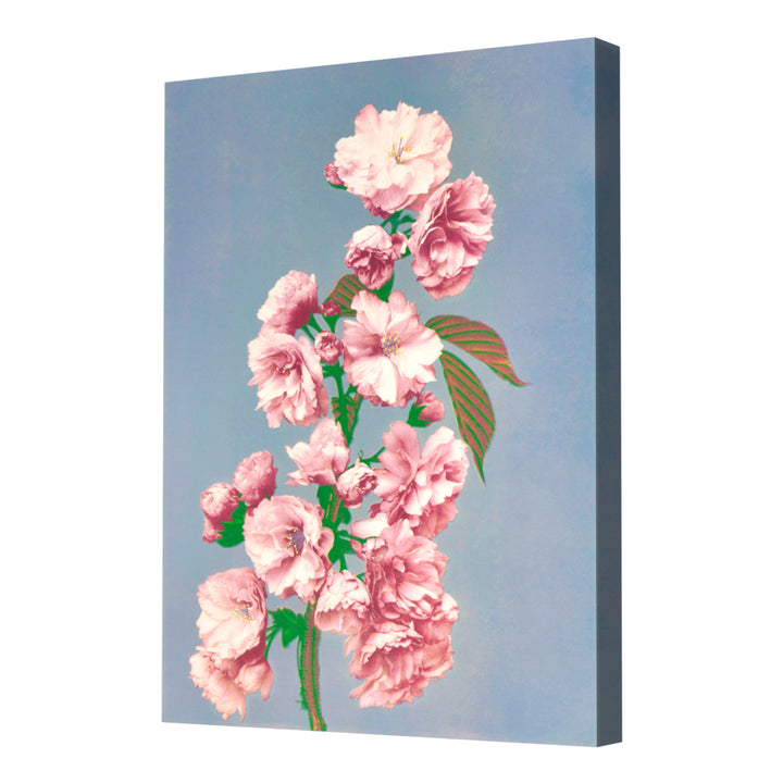 Prints of Cherry Blossom (1887–1897) by Ogawa Kazumasa Wall Art, Canvas Only