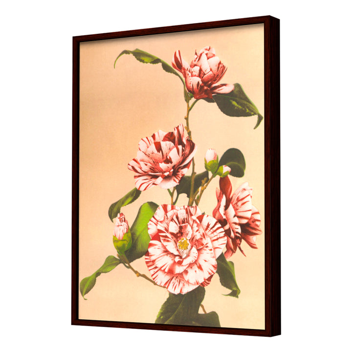 Striped Camellias (1887–1897) by Ogawa Kazumasa Wall Art, Dark Frame