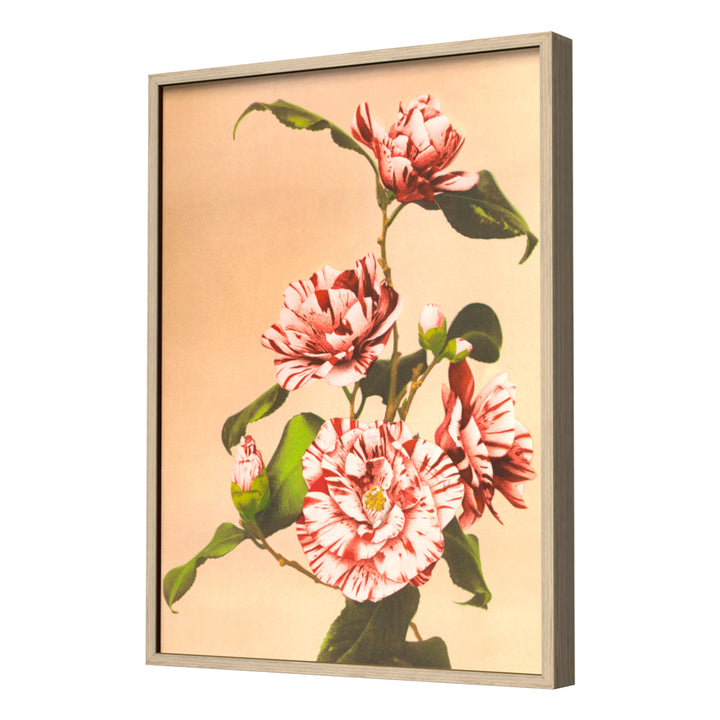 Striped Camellias (1887–1897) by Ogawa Kazumasa Wall Art, Neutral Frame
