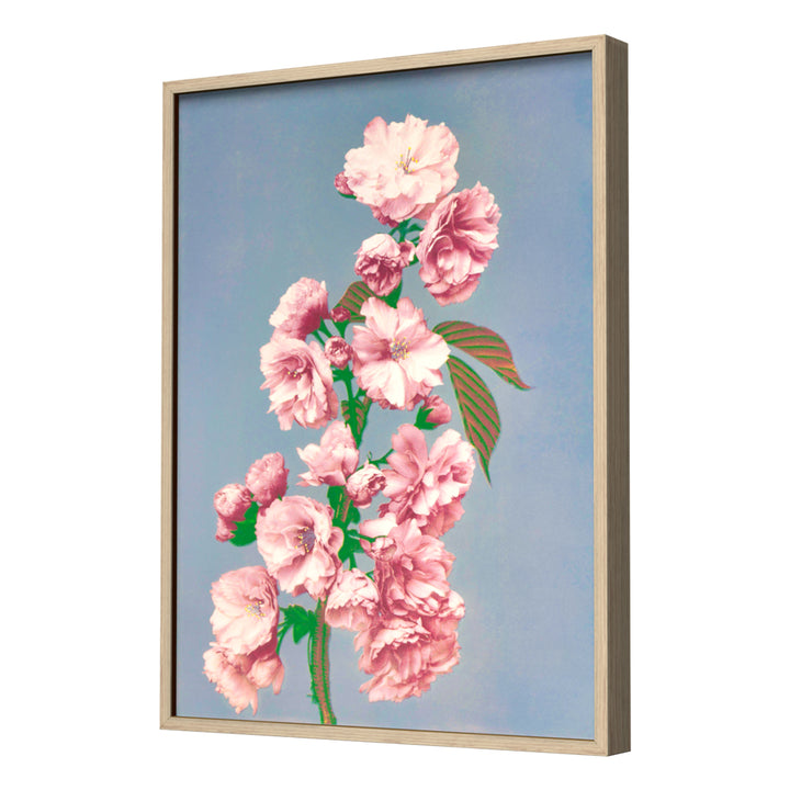 Prints of Cherry Blossom (1887–1897) by Ogawa Kazumasa Wall Art, Neutral Frame