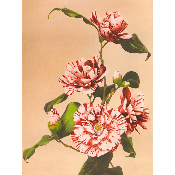 Striped Camellias (1887–1897) by Ogawa Kazumasa Wall Art, Front