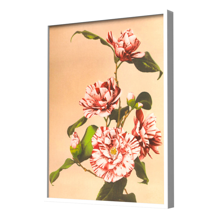 Striped Camellias (1887–1897) by Ogawa Kazumasa Wall Art, White Frame