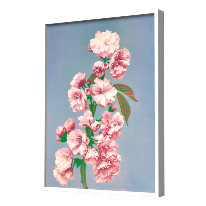 Prints of Cherry Blossom (1887–1897) by Ogawa Kazumasa Wall Art, White Frame