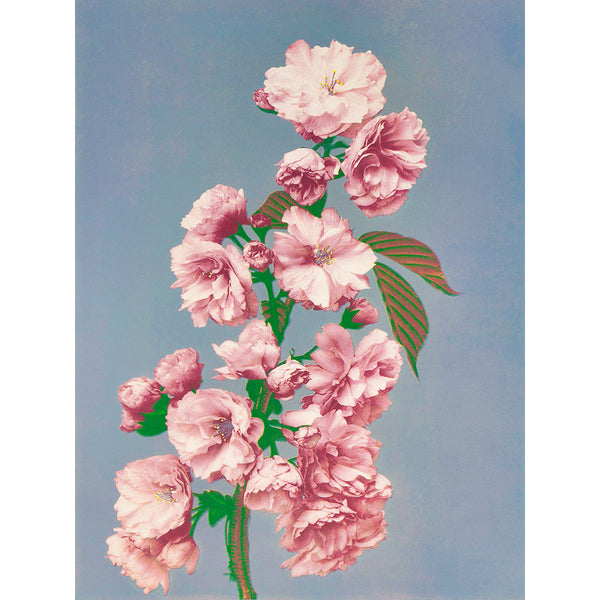 Prints of Cherry Blossom (1887–1897) by Ogawa Kazumasa Wall Art, Front